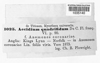 Tranzschelia discolor image